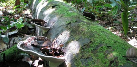Árvore morta na Amazônia peruana: estudo mostra que florestas em todo o planeta, incluindo a Amazônica, estão registrando crescimento acelerado das árvores, mas com redução de longevidade (Foto: Roel Brienen/University of Leeds)
