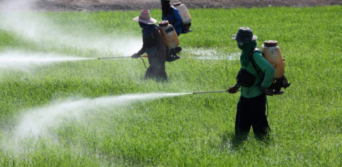 Agricultores pulverizam plantação com agrotóxicos: estudo mostra que maioria das intoxicações acontece em casa por problemas no armazenamento e no manejo e por falta de equipamentos de proteção (Foto: Agência Brasil)
