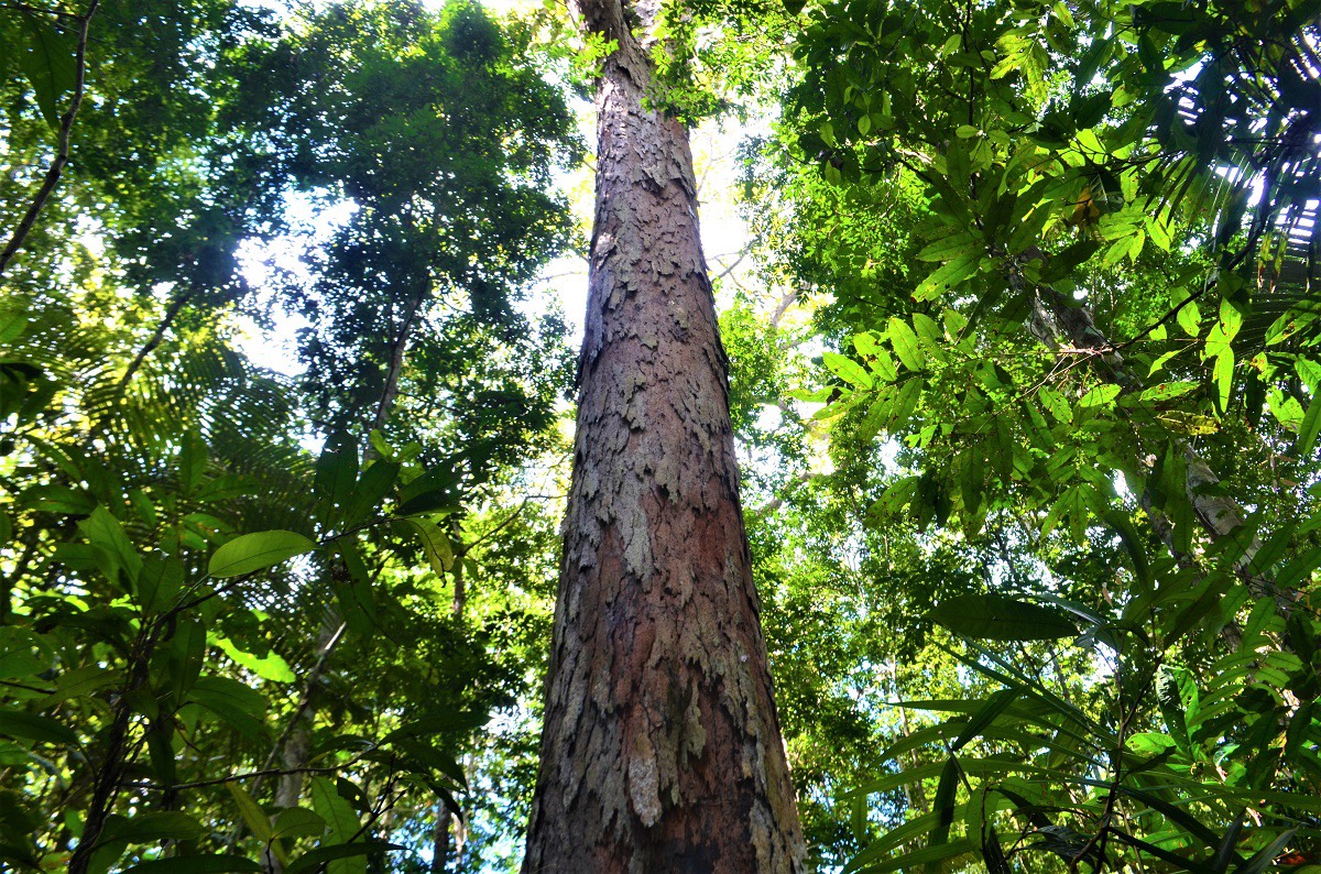 Angelim vermelho de 88 metros de altura encontrado na Floresta Amazônia: pesquisa mostra que aquecimento global afeta florestas tropicais (Foto: Rafael Aleixo/SETEC/AFP)