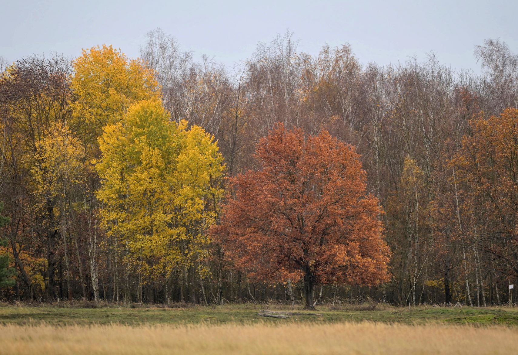 Árvores com folhas de novas cores no outono alemão: estudo indica limitação na capacidade de absorção de carbono (Foto: Soeren Stache/DPA/AFP)