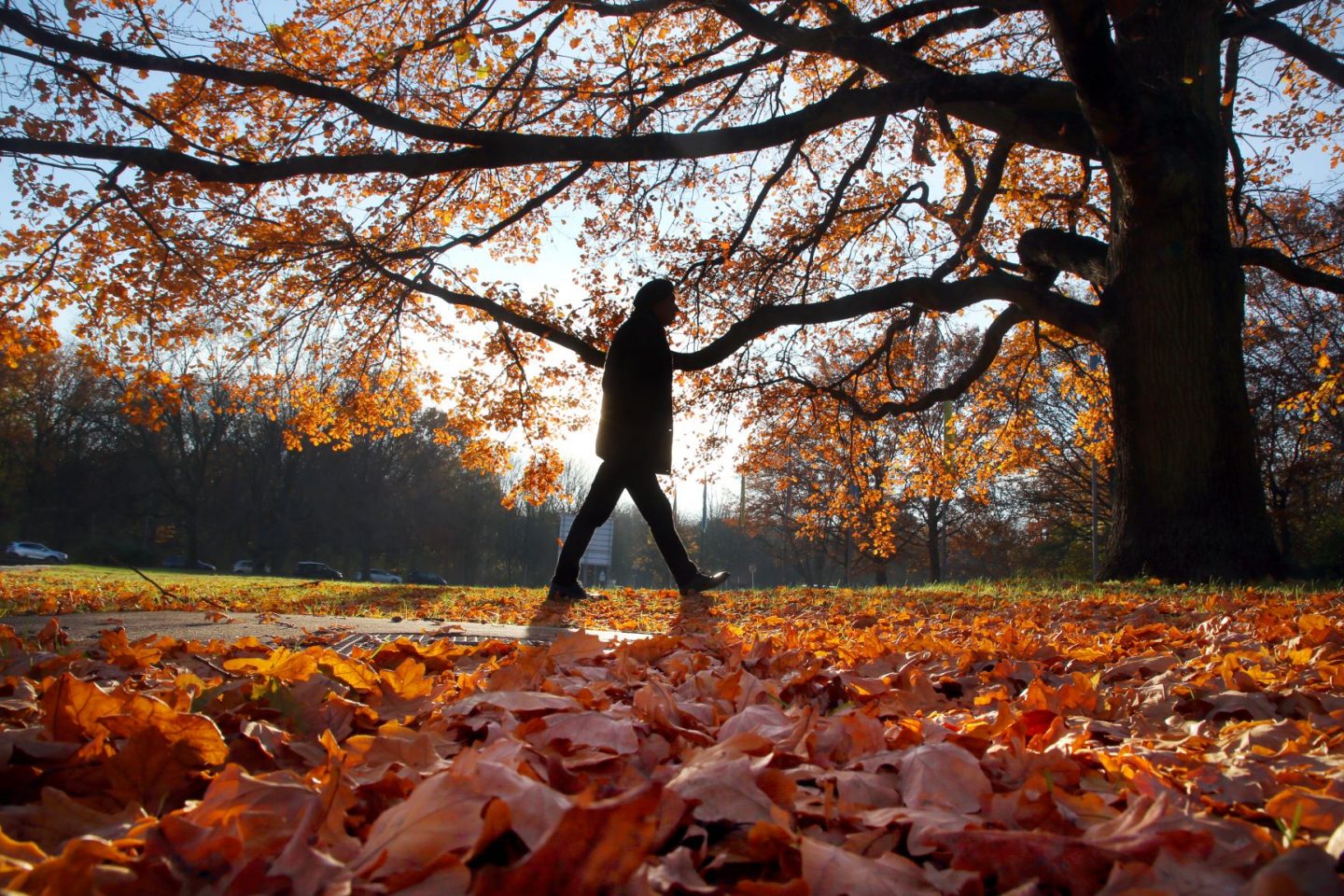 Folhas colorem o outono de Berlim: pesquisa aponta que mudanças climáticas estão fazendo folhas mudarem de cor e caírem mais cedo (Foto: Wolfgang Kumm/DPA/AFP)