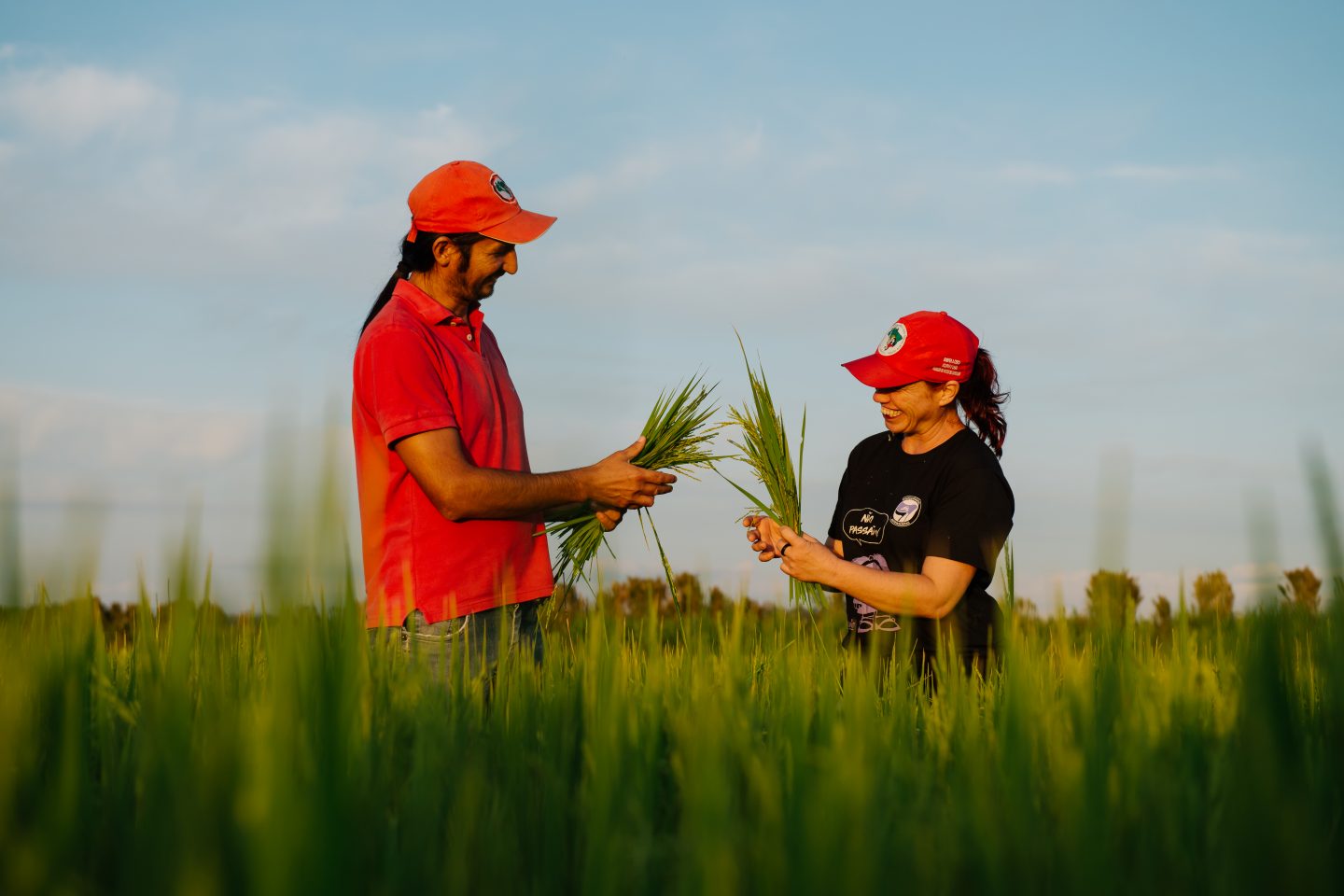 Plantação de arroz agroecológicos em assentamento do MST na região Metropolitana de Porto Alegre. Foto de Alex Garcia/ Divulgação