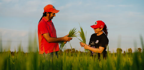 Plantação de arroz agroecológicos em assentamento do MST na região Metropolitana de Porto Alegre. Foto de Alex Garcia/ Divulgação