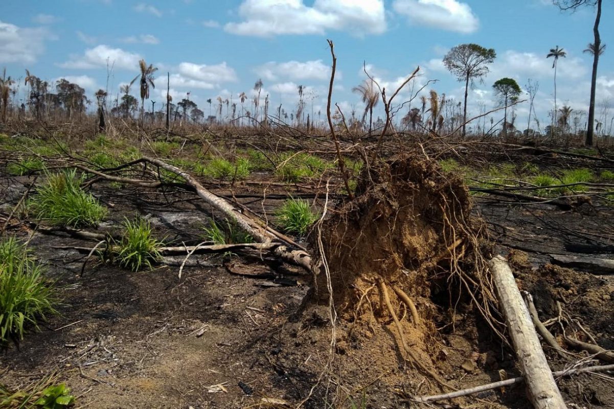 Gases de efeito estufa: desmatamento na Área de Proteção Ambiental Triunfo do Xingu, entre os municípios de São Félix do Xingu e Altamira, no Pará: estado tem maior percentagem de área desmatada entre os mais de 8 mil quilômetros de floresta derrubados em 2020 (Foto: Agência Pará - 25/08/2019)