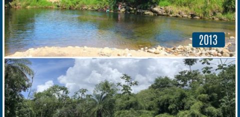Antes e depois, em região de floresta beneficiada pelo Projeto Guapiaçu. Reprodução