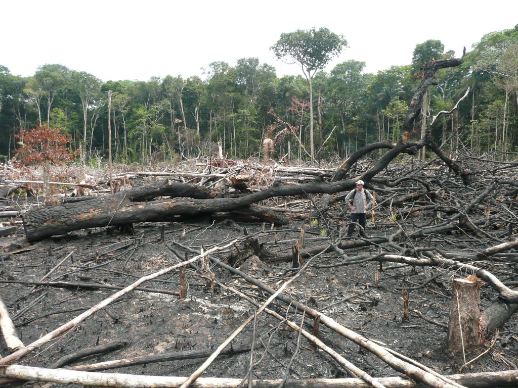 Área queimada no coração da Floresta Amazônica: de acordo com pesquisadores, essas florestas podem se recuperar após uma queimada em pequenas áreas, mas não resistem a incêndios recorrentes (Foto: Bernardo Flores/UFRN)