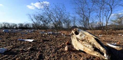 Cenário de seca perto de Quixeramobim, no Ceará: aquecimento global nos próximos anos reduzirá chuvas no Nordeste e na Amazônia (Foto: Evaristo Sá / AFP - 21/02/2017)