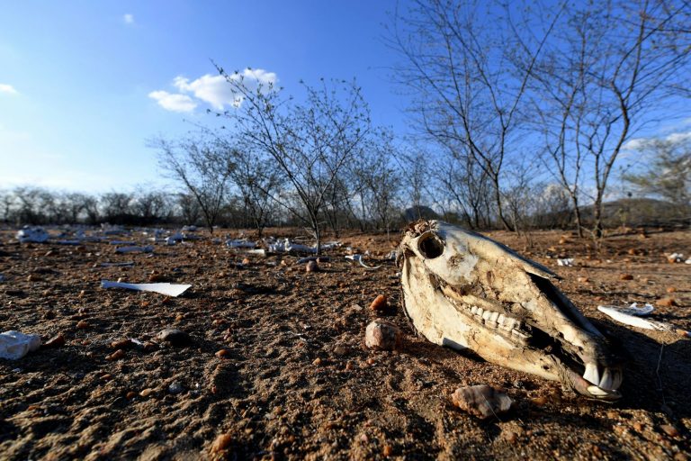 Cenário de seca perto de Quixeramobim, no Ceará: aquecimento global nos próximos anos reduzirá chuvas no Nordeste e na Amazônia (Foto: Evaristo Sá / AFP - 21/02/2017)