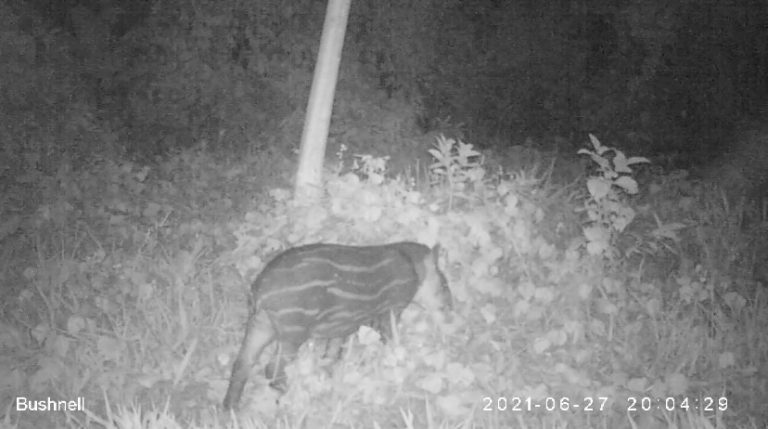 Filhote de anta, flagrado em passeio durante a noite na reserva: vitória. Reprodução