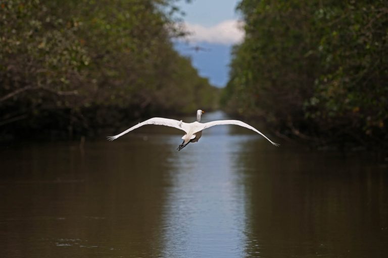 Manguezal: com a preservação dos manguezais, ganha o meio ambiente, ganha a sociedade, ganha a biodiversidade, ganha a pesca e ganha o ecoturismo. Foto Custódio Coimbra