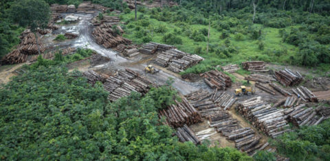 Desmatamento em área de floresta em Roraima: Inpe registrou maior área desmatada para junho desde instalação do sistema Deter em 2016 (Foto: Felipe Werneck/Ibama - 08/05/2018)