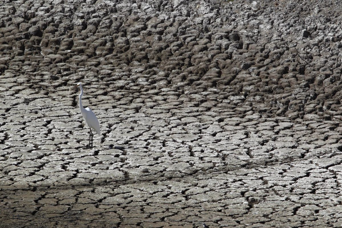 Seca no sertão de Alagoas. Vários pontos de maior redução da superfície da água encontram-se próximos a fronteiras agrícolas. Foto Custódio Coimbra