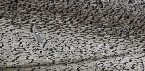 Seca no sertão de Alagoas. Vários pontos de maior redução da superfície da água encontram-se próximos a fronteiras agrícolas. Foto Custódio Coimbra