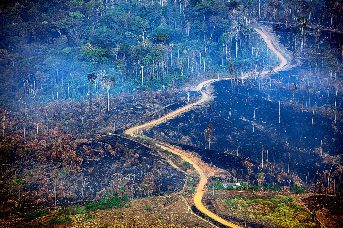 Área desmatada e queimada no município de Trairão, no sudoeste do Pará: soja e gado avançam sobre a floresta (Foto: Marizilda Cruppe/Amazônia Real/Amazon Watch - 17/09/2020)