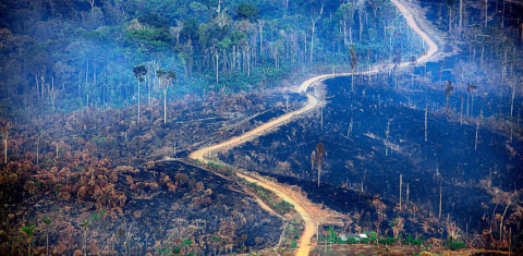 Área desmatada e queimada no município de Trairão, no sudoeste do Pará: soja e gado avançam sobre a floresta (Foto: Marizilda Cruppe/Amazônia Real/Amazon Watch - 17/09/2020)