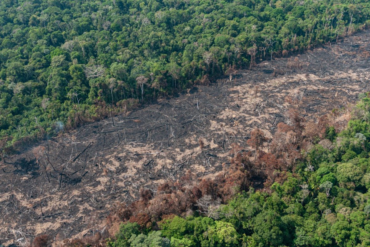 Área de floresta destruída em Rondônia: Coalizão Brasil Clima, Agricultura e Florestas alerta que combate ao desmatamento ilegal é fundamental para Brasil reduzir emissões (Foto: Vinicius Mendonça / Ibama - 28/08/2019)