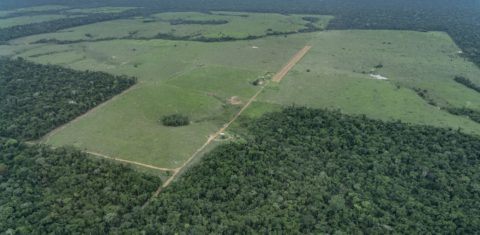 Fazenda dentro da TI Piripkura com construções rurais, cercas, pastagens, estábulos, e pista de pouso: ameaça a índios isolados (Foto: Rogério Assis/ISA)