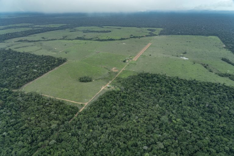 Fazenda dentro da TI Piripkura com construções rurais, cercas, pastagens, estábulos, e pista de pouso: ameaça a índios isolados (Foto: Rogério Assis/ISA)
