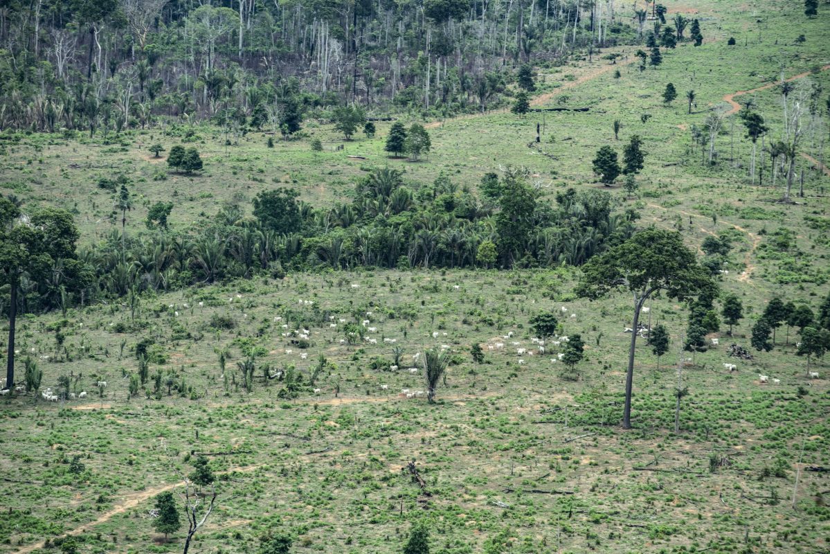 Gado em área desmatada no território de indígenas isolados: campanha para manter áreas protegidas (Foto: Rogério Assis/ISA)