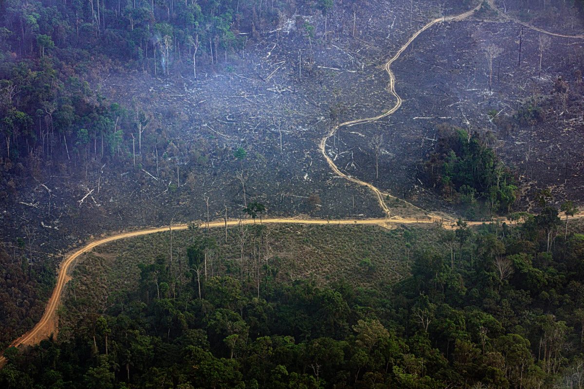 Desmatamento no Parque Nacional do Jamanxim, município de Itaituba, no Pará: sistema Prodes do Inpe mostra aumento de 22% na área desmatada na Amazônia (Foto: Marizilda Cruppe/Amazônia Real - 17/09/2020)