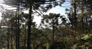 Incansáveis guardiãs da (ainda) maior reserva de araucárias do mundo