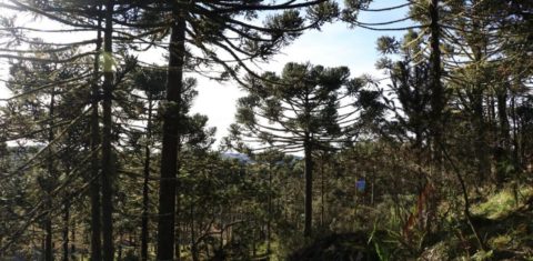 As araucárias: Terra Mangueirinha, que guarda a maior reserva do mundo, está sob ataque. Foto Duda Menegassi/((oeco)))