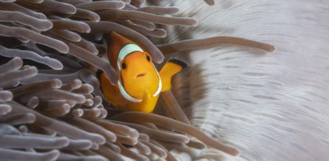 Peixe palhaço em uma anêmona marinha na costa das ilhas Surin, na Thailândia: animais dessa espécie marinha podem ficar perdidos com poluição sonora (Foto: Gabriel Barathieu / Biosphoto / AFP)