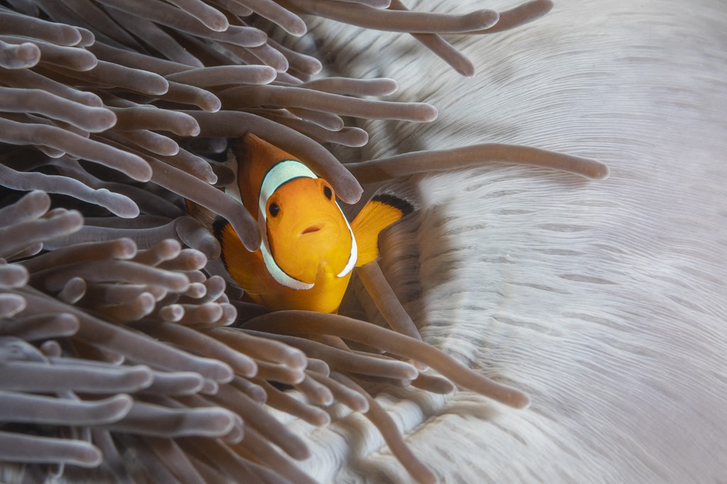 Peixe palhaço em uma anêmona marinha na costa das ilhas Surin, na Thailândia: animais dessa espécie marinha podem ficar perdidos com poluição sonora (Foto: Gabriel Barathieu / Biosphoto / AFP)