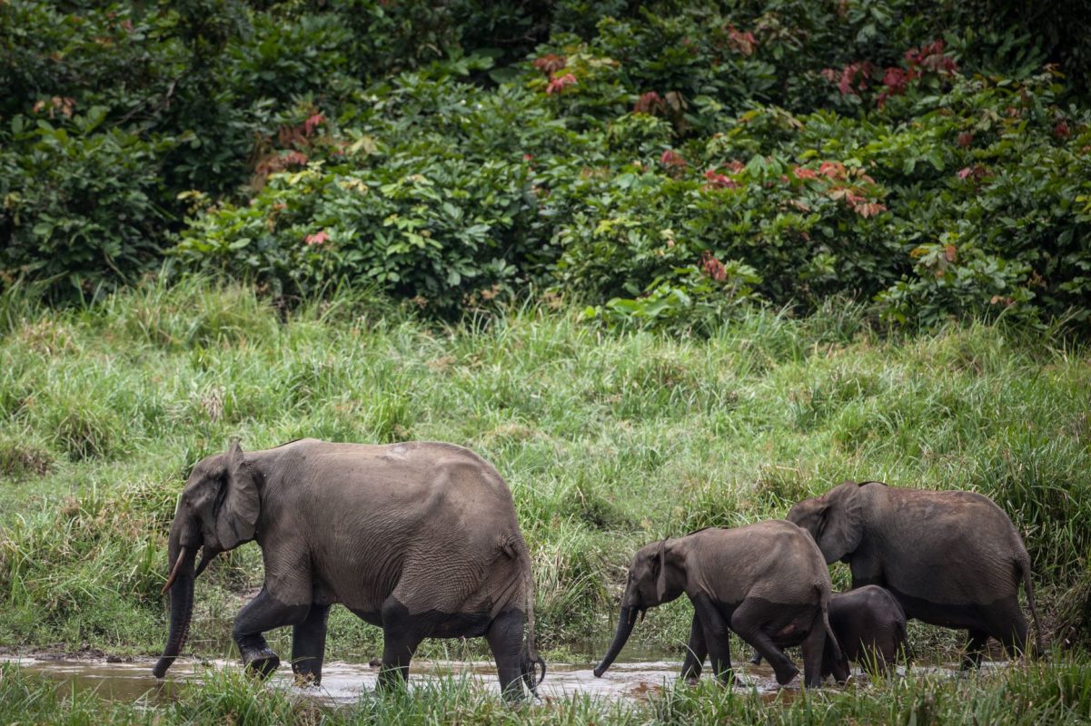 Elefantes da floresta vistos no Gabão: redução de 86% na população de espécie reclusa (Foto: Amaury Hauchard / AFP - 26/04/2019)