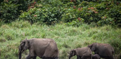 Elefantes da floresta vistos no Gabão: redução de 86% na população de espécie reclusa (Foto: Amaury Hauchard / AFP - 26/04/2019)