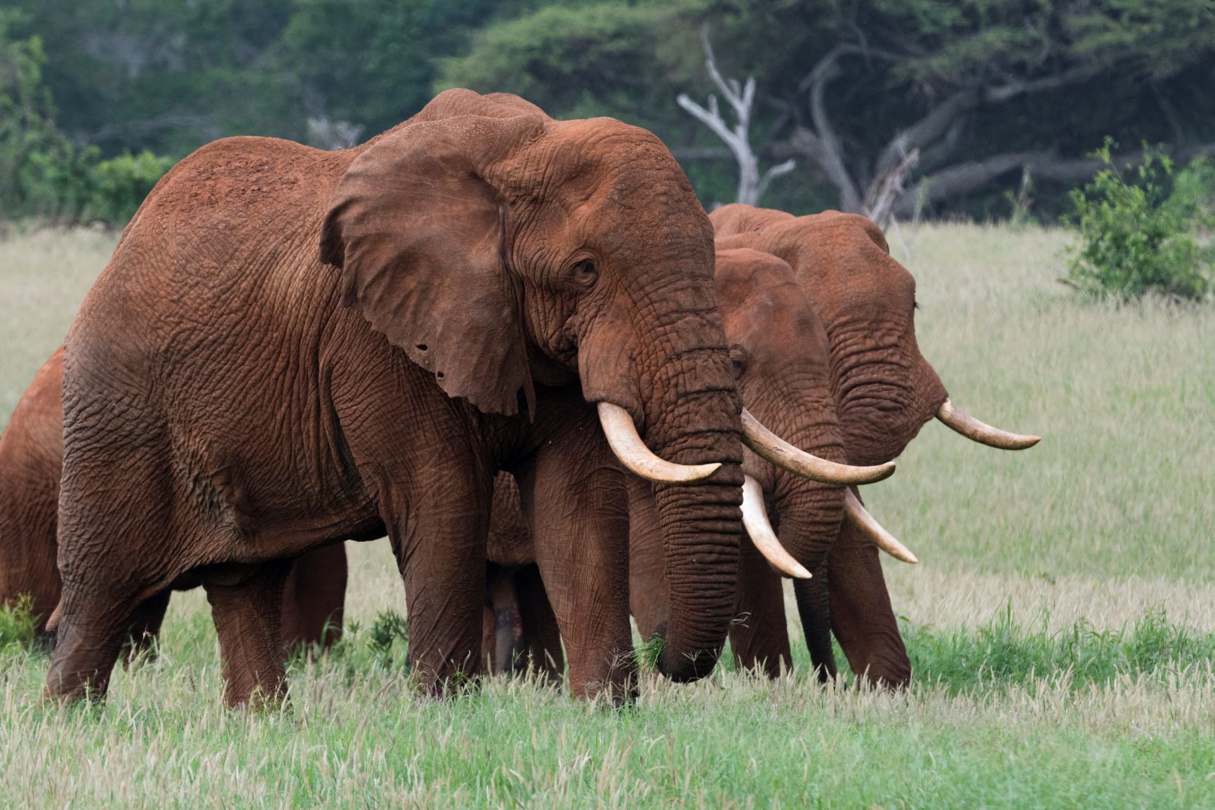 Elefantes da savana africana, maior espécie do continente: perigo de extinção por caça ilegal e perda de habitat (Foto: Sergio Pitamitz / Biosphoto / AFP)
