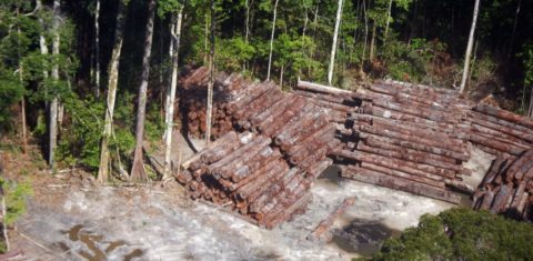 Apreensão de madeira nativa, feita pela Polícia Federal, na divisa do Pará com o Amazonas: desmatamento registra recorde em março (Foto: Divulgação/Exército)