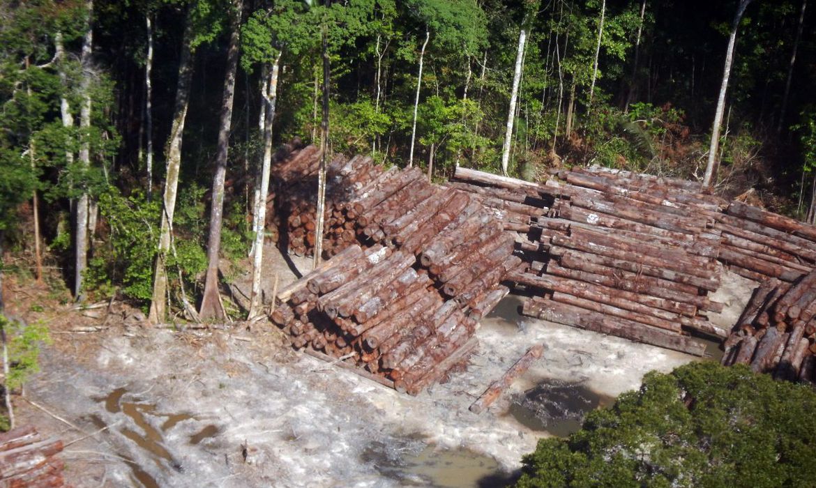 Apreensão de madeira nativa, feita pela Polícia Federal, na divisa do Pará com o Amazonas: desmatamento registra recorde em março (Foto: Divulgação/Exército)