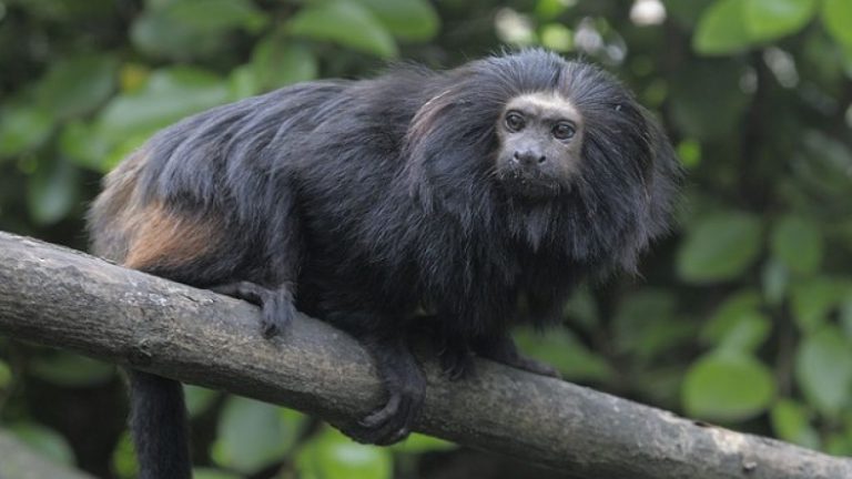 Mico-leão-preto, símbolo do estado de São Paulo: ameaça de extinção com crise climática (Foto: Divulgação/Governo de São Paulo)