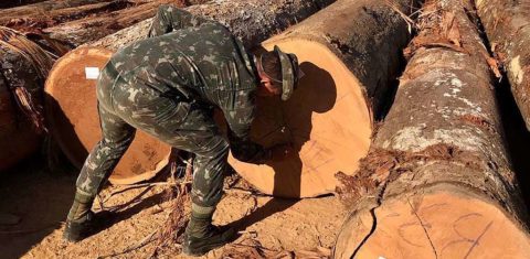 Militar do Exército com toras de madeira extraída ilegalmente na Terra Karipuna, em Rondônia: indígenas processam Funai, União e estado por invasão e desmatamento (Foto: Divulgação/25º BIS -Batalhão de Infantaria da Selva - 02/05/2019)