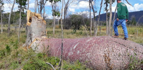 Operação contra desmatamento da Mata Atlântica em Minas Gerais: estado registrou a maior área desflorestada do bioma em números absolutos (Foto: MPMG - 05/06/2019)