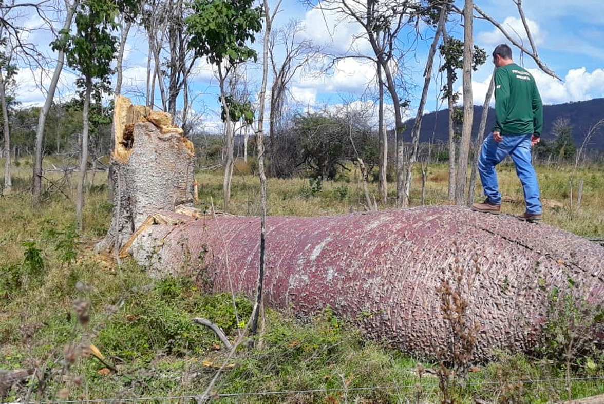 Operação contra desmatamento da Mata Atlântica em Minas Gerais: estado registrou a maior área desflorestada do bioma em números absolutos (Foto: MPMG - 05/06/2019)