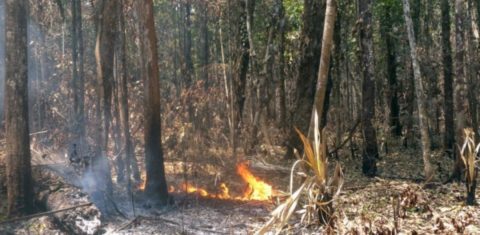 Queimada observada por pesquisadores em área úmida da Amazônia: perda de 27% das árvores (Foto: Aline Pontes-Lopes/Inpe)