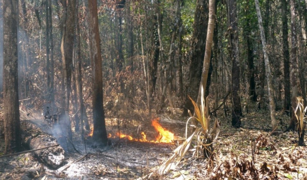 Exploração madeireira e incêndios florestais: 8 – Métodos para avaliar a  vulnerabilidade a incêndio - Amazônia Real