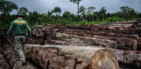 Carga de madeira ilegal apreendida em operação do Ibama: autos de infração, multas e embargos em queda no governo Bolsonaro (Foto: Ibama/Agencia Brasil)