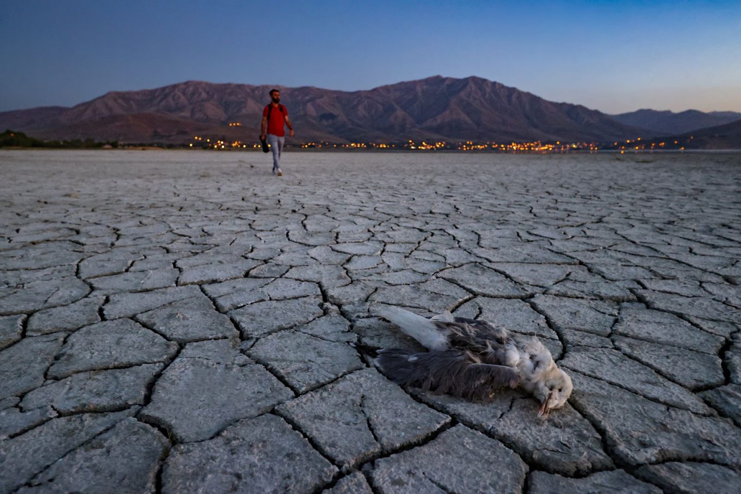 Pássaro morto na superfície seca do Lago Van, no leste da Turquia: ONU prevê secas mais longas e mais frequentes (Foto: Ozkan Bilgin / Anadolu Agency / AFP - 25/06/2021)