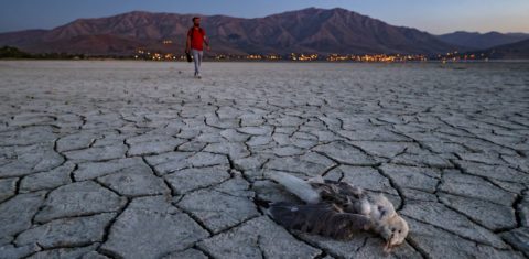 Pássaro morto na superfície seca do Lago Van, no leste da Turquia: ONU prevê secas mais longas e mais frequentes (Foto: Ozkan Bilgin / Anadolu Agency / AFP - 25/06/2021)