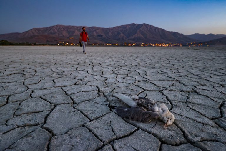 Pássaro morto na superfície seca do Lago Van, no leste da Turquia: ONU prevê secas mais longas e mais frequentes (Foto: Ozkan Bilgin / Anadolu Agency / AFP - 25/06/2021)