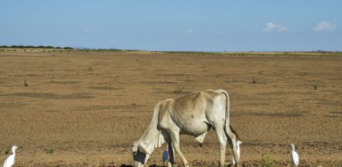 Seca no reservatório de Sobradinho, na Bahia: pesquisa projeta secas mais intensas e prolongadas em toda a América do Sul (Foto: Marcelo Casal Jr / Agência Brasil - 11/12/2015)