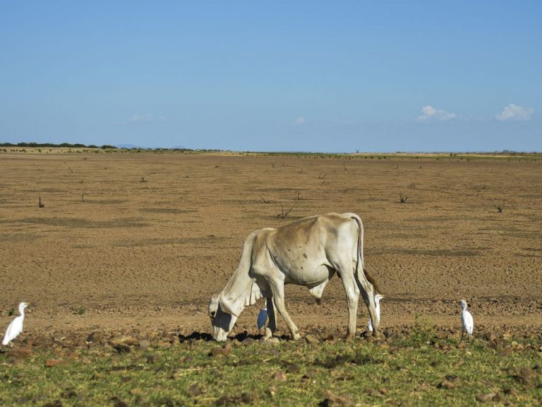 Seca no reservatório de Sobradinho, na Bahia: pesquisa projeta secas mais intensas e prolongadas em toda a América do Sul (Foto: Marcelo Casal Jr / Agência Brasil - 11/12/2015)