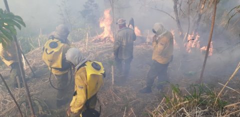 Equipe de combate á incêndio do Inea enfrenta o fogo no Parque Estadual da Pedra Branca: pandemia afastou visitas da Trilha Transcarioca e incidência de queimadas e desmatamento aumentou (Foto: Inea/Divulgação)