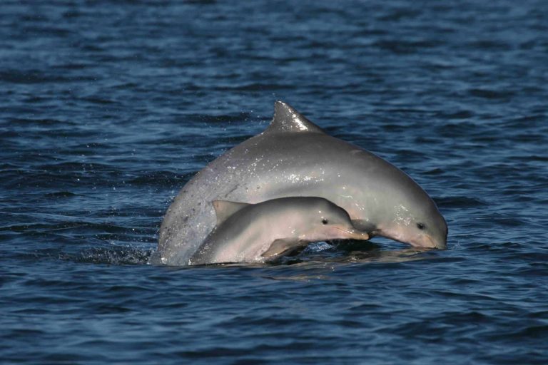 Boto-cinza com filhote na Baía de Sepetiba: MPF entra com ação para embargar obra por ameaça aos animais (Foto: Instituto Boto-Cinza)