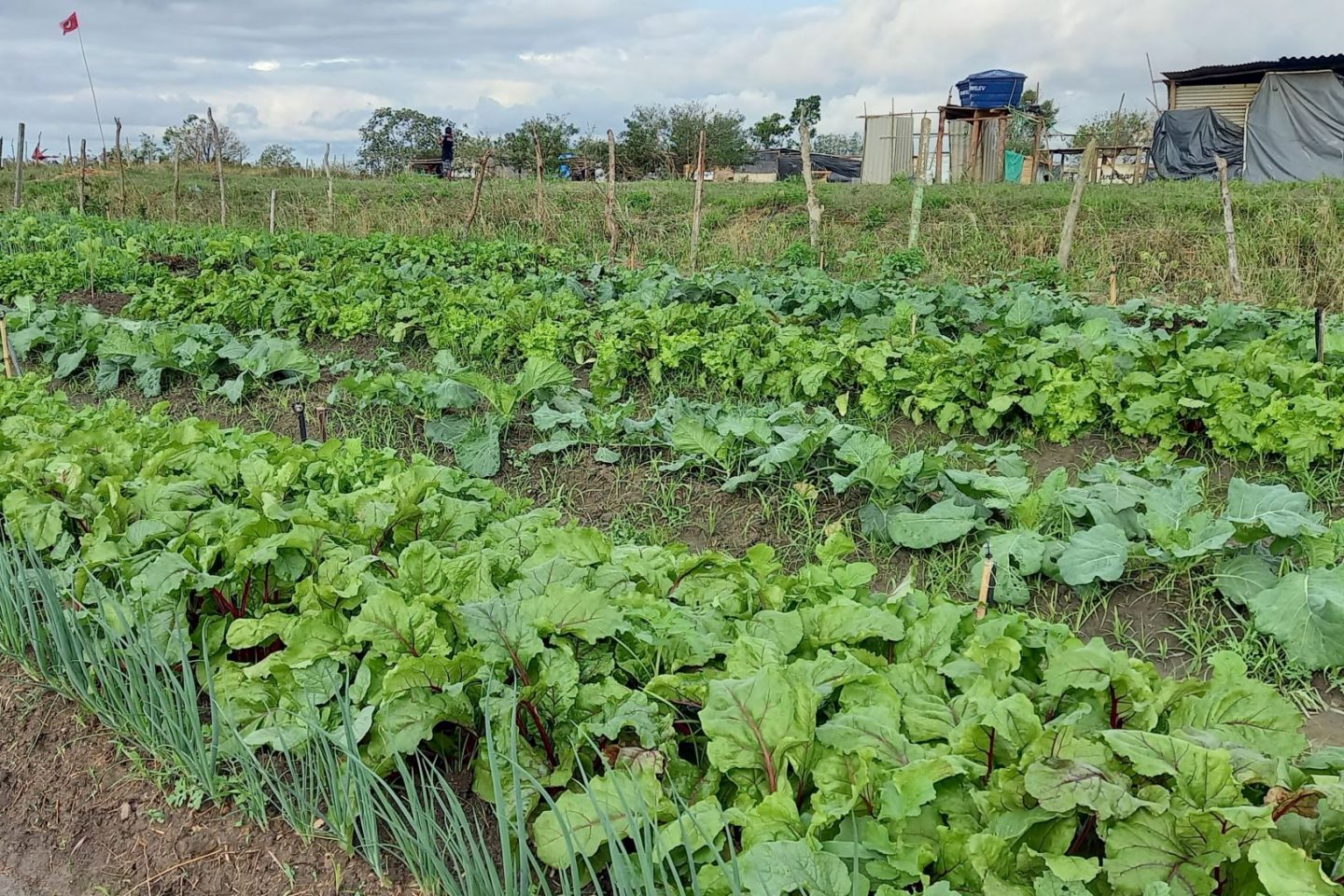Horta comunitária no Acampamento Cícero Guedes: para professor da Uenf, iniciativa do MST no Rio pode ser exemplo para novo modelo de produção agroecológica (Foto: Vivi Fernandes de Lima)