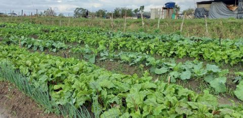 Horta comunitária no Acampamento Cícero Guedes: para professor da Uenf, iniciativa do MST no Rio pode ser exemplo para novo modelo de produção agroecológica (Foto: Vivi Fernandes de Lima)