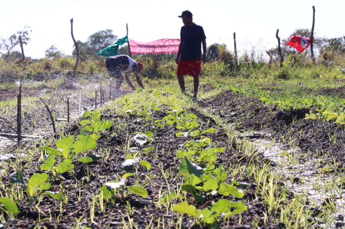 Plantação de horta coletiva em acampamento do MST em Campos: produção de alimentos orgânicos com base na agroecologia (Foto: Pablo Vergara/MST)